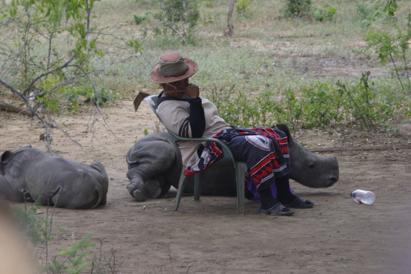 Mkhaya-Swaziland Deze 2 neushoornkinderen konden niet door hun moeder gezoogd worden.