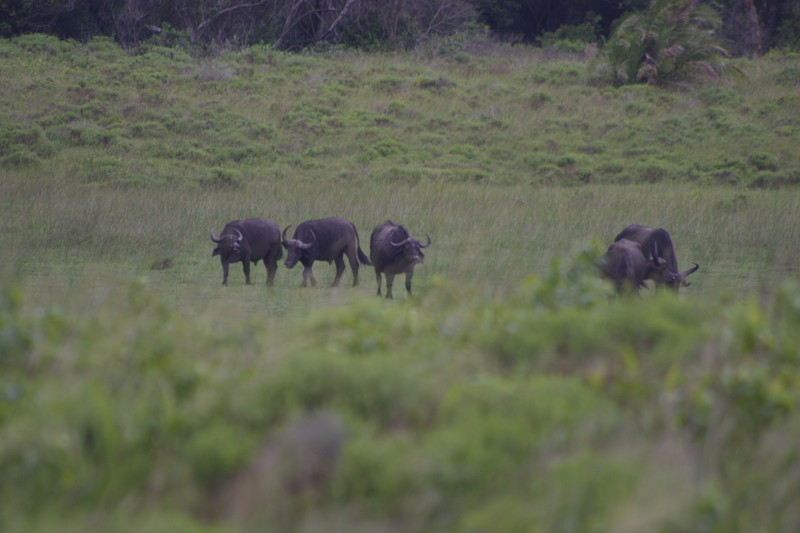 iSimangaliso wetland Park: Buffels