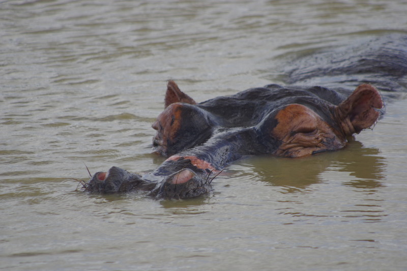 Hippo en Croc Boat tour: Het eerste nijlpaard