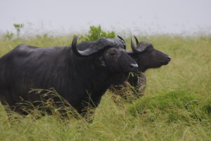 Buffels