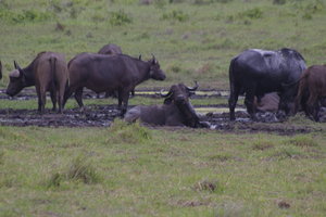 Badderende buffels