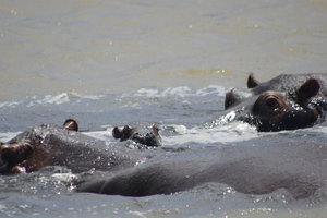 Groepje hippo's