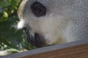 Vervet monkey (of blau-aap)