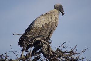 Gier (White-backed Vulture)