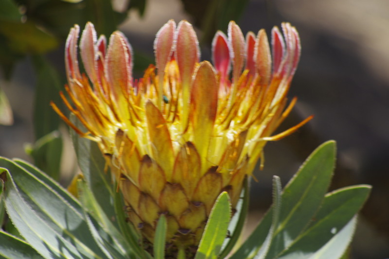 Mooie bloemen: Protea