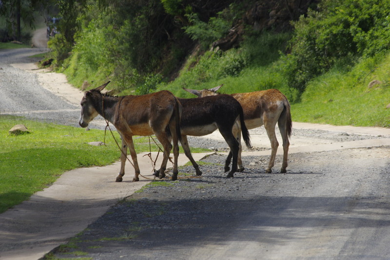 Vroeger werden de ezels gebruik om de afdaling van Lesotho naar Z-A te maken