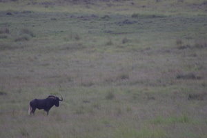 Zwart wildebeest 