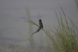 Long tailed Widowbird