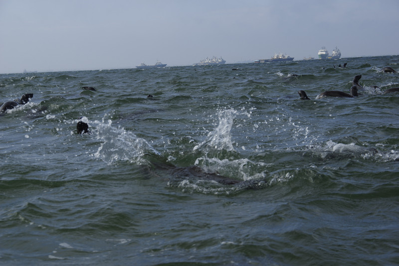 Zeehonden tijdens het kajakken