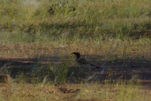Hoornvogel op Mowani campsite