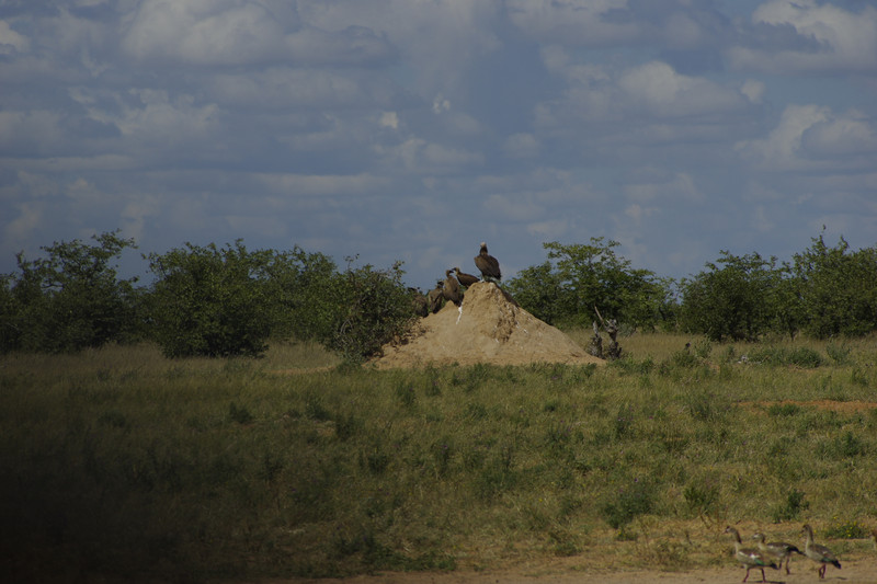 Gieren op een termietenheuvel