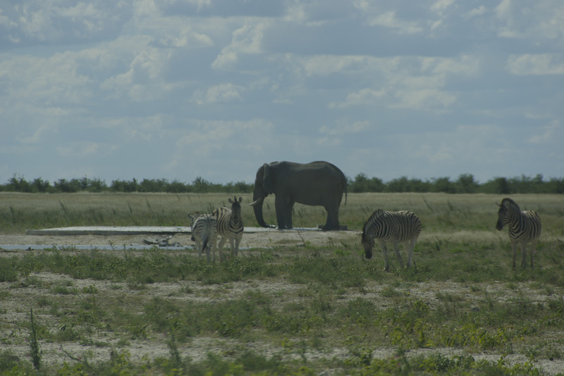 Olifant en zebra's in Etosha NP