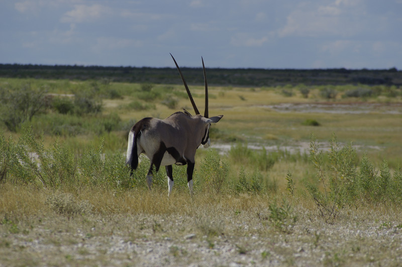 Een Oryx