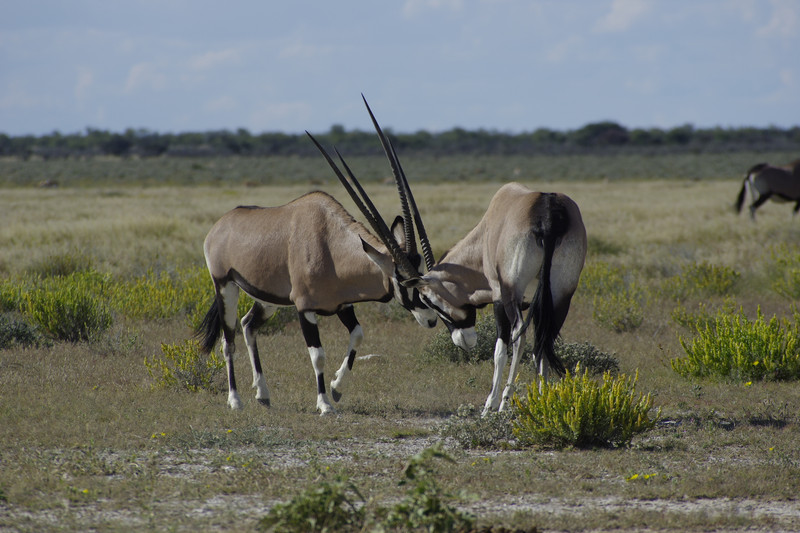 Vechtende oryxen