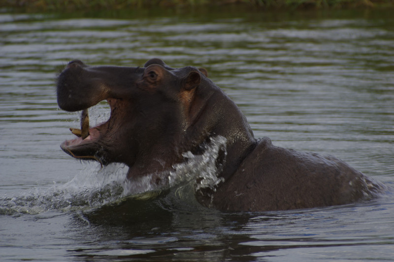 Nijlpaard in de Okavango rivier