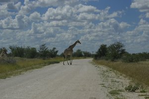 Giraf op de weg