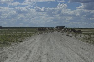 Zebra's die de weg versperren