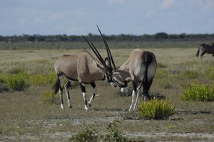 Vechtende oryxen