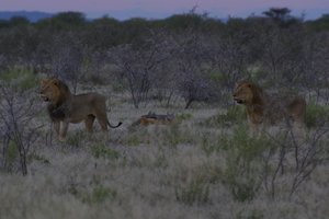 Leeuwen en jakhalzen in Etosha