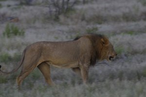 Eén van de 2 mannetjes leeuwen
