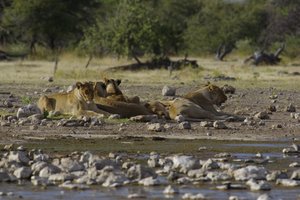 Luierende leeuwen