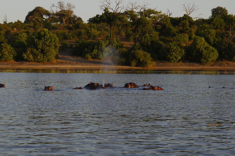 Groep nijlpaarden