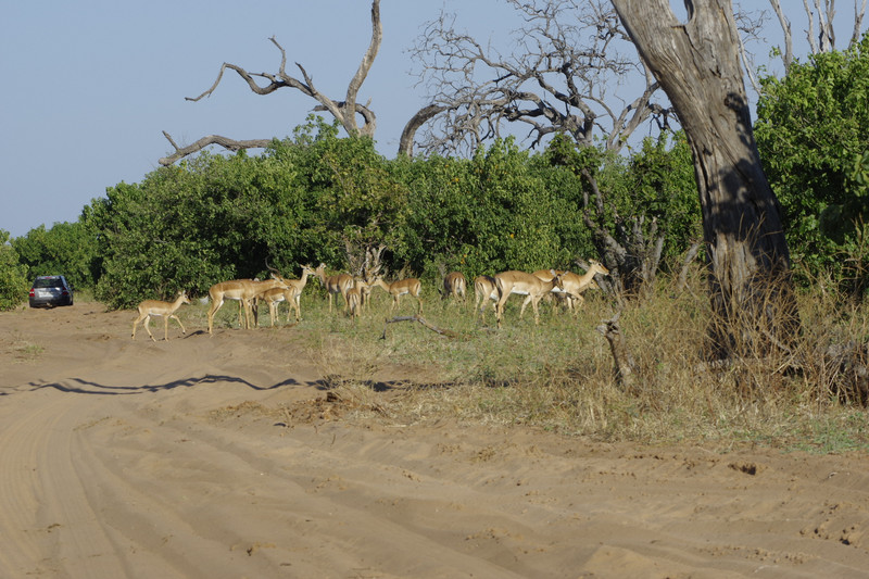 Impala's op de zandweg