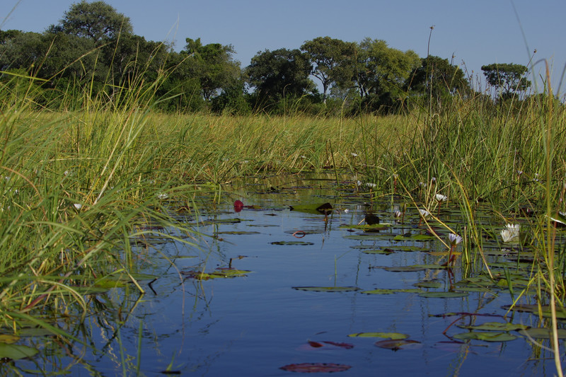 Varen door de Okavango delta