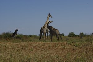 2 knuffelende giraffes