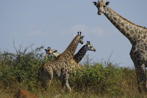groepje giraffes