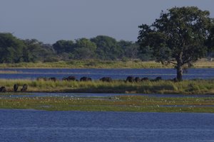 Eilandje in de Chobe rivier met buffels