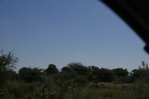 grote groep rondvliegende gieren