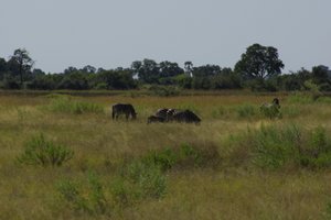 zebra's in Okavango