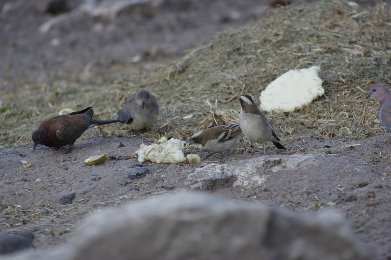 Veel vogels hier.