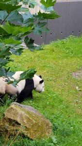 De beroemde panda's