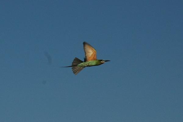 Sunbird in flight