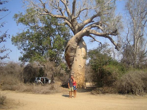 Us and the Baobab of Luuurrve