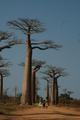 The famous Avenue of Baobabs