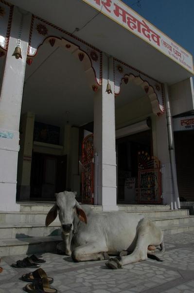 Dignified temple cow