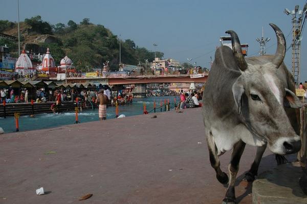 Cow at the Haridwar Ghats