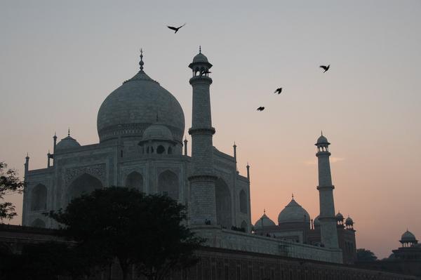 Roosting over the Taj