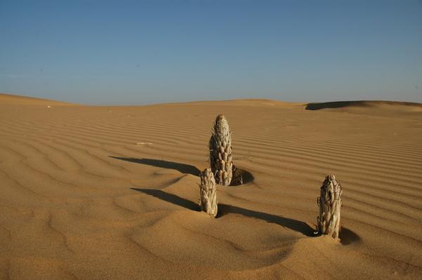 Desert cacti