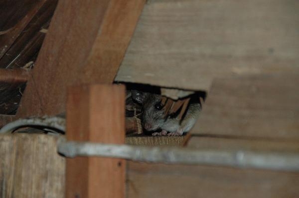 One of the many creatures sharing our hut (and our cornflakes)