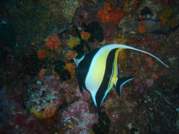Moorish Idol, not to be confused with the Longfin Banner Fish (sorry we've become fish nerds)