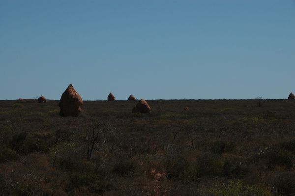 Termite mounds everywhere