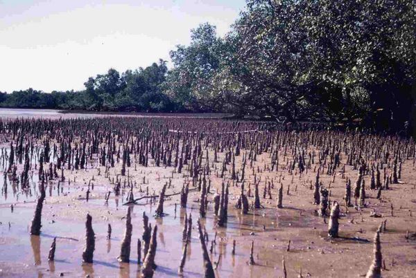 Sediment catching mangroves