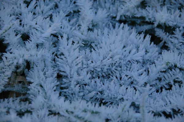 Amazing hoare frost
