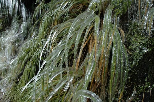 Ice encases and weighs the plants down