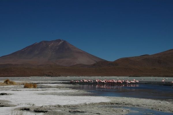 Flamingos, volcanos and salt