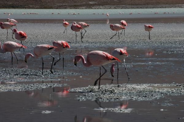 Too many flamingo photos
